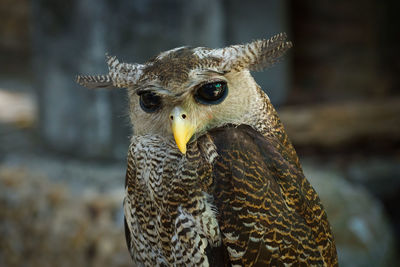 Close-up portrait of owl