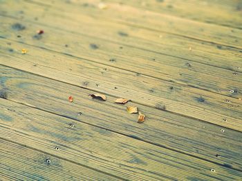 High angle view of insect on wood