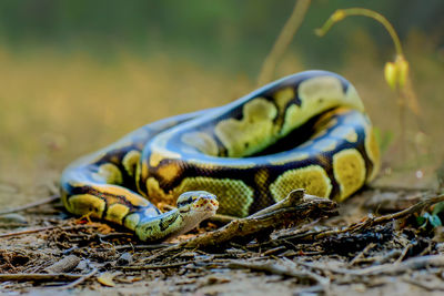 Close-up of snake