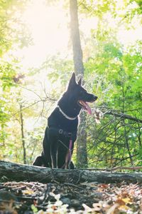 Dog on tree in forest