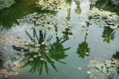 Leaves floating on water