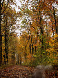 Trees in forest during autumn