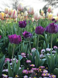 Close-up of purple tulip flowers in field