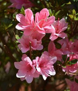 Close-up of pink flowers