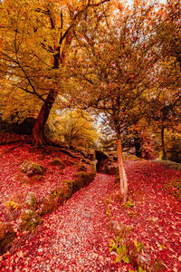 Sunlight falling on footpath during autumn