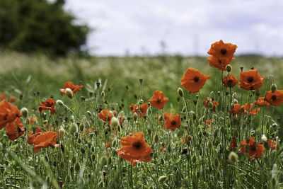 Close-up of poppies on field against sky