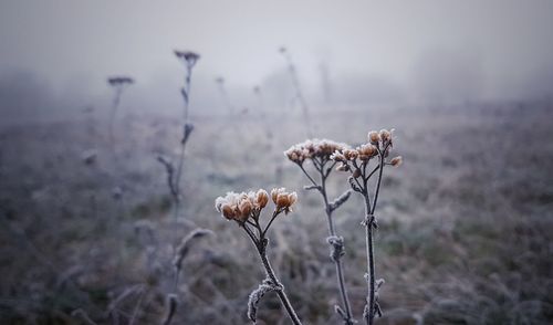 Close-up of wilted plant on field