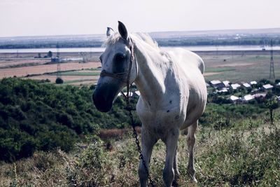 Horse standing on field by sea against sky