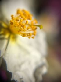 Close-up of yellow flower blooming outdoors