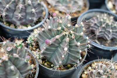 High angle view of cactus plants
