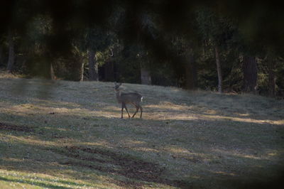 Dog on field in forest