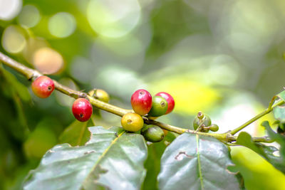 Close-up of berries growing on plant