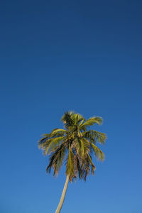 Low angle view of coconut palm tree against clear blue sky