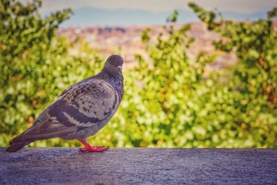 Close-up of bird perching on a tree