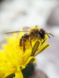 Close-up of bee on yellow flower