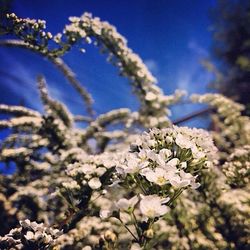 Close-up of flowers against blue sky