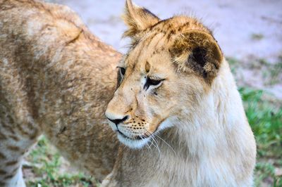 Close-up of a cat