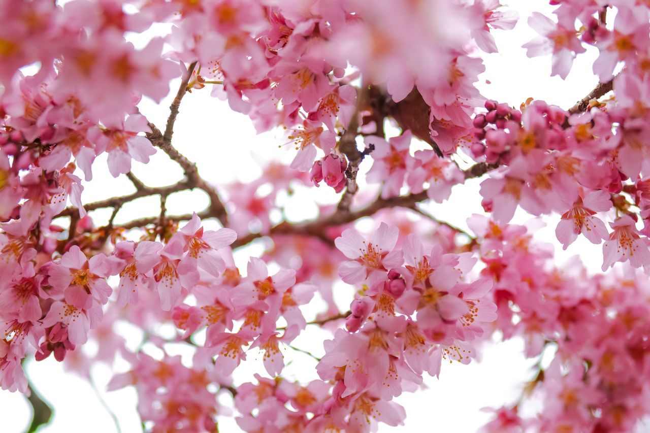 flowering plant, flower, plant, pink color, fragility, growth, freshness, beauty in nature, blossom, vulnerability, tree, springtime, branch, close-up, nature, petal, no people, day, low angle view, cherry blossom, cherry tree, flower head, outdoors, bunch of flowers, spring