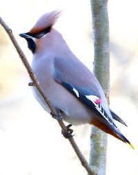 Close-up of bird perching on a railing
