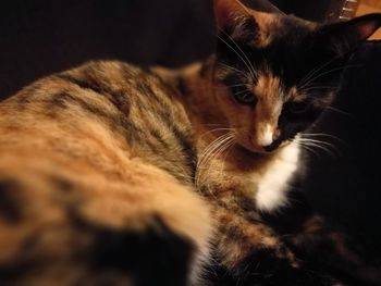 Close-up of cat sitting