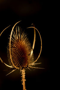 Close-up of flower against black background