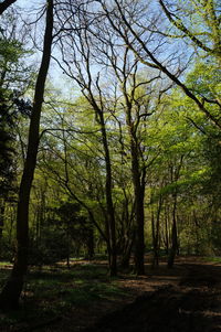 Low angle view of trees in forest