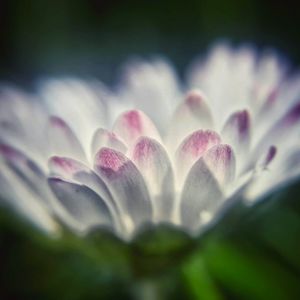 Close-up of flower