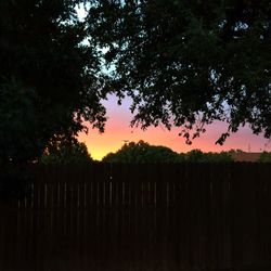 Trees on landscape at sunset