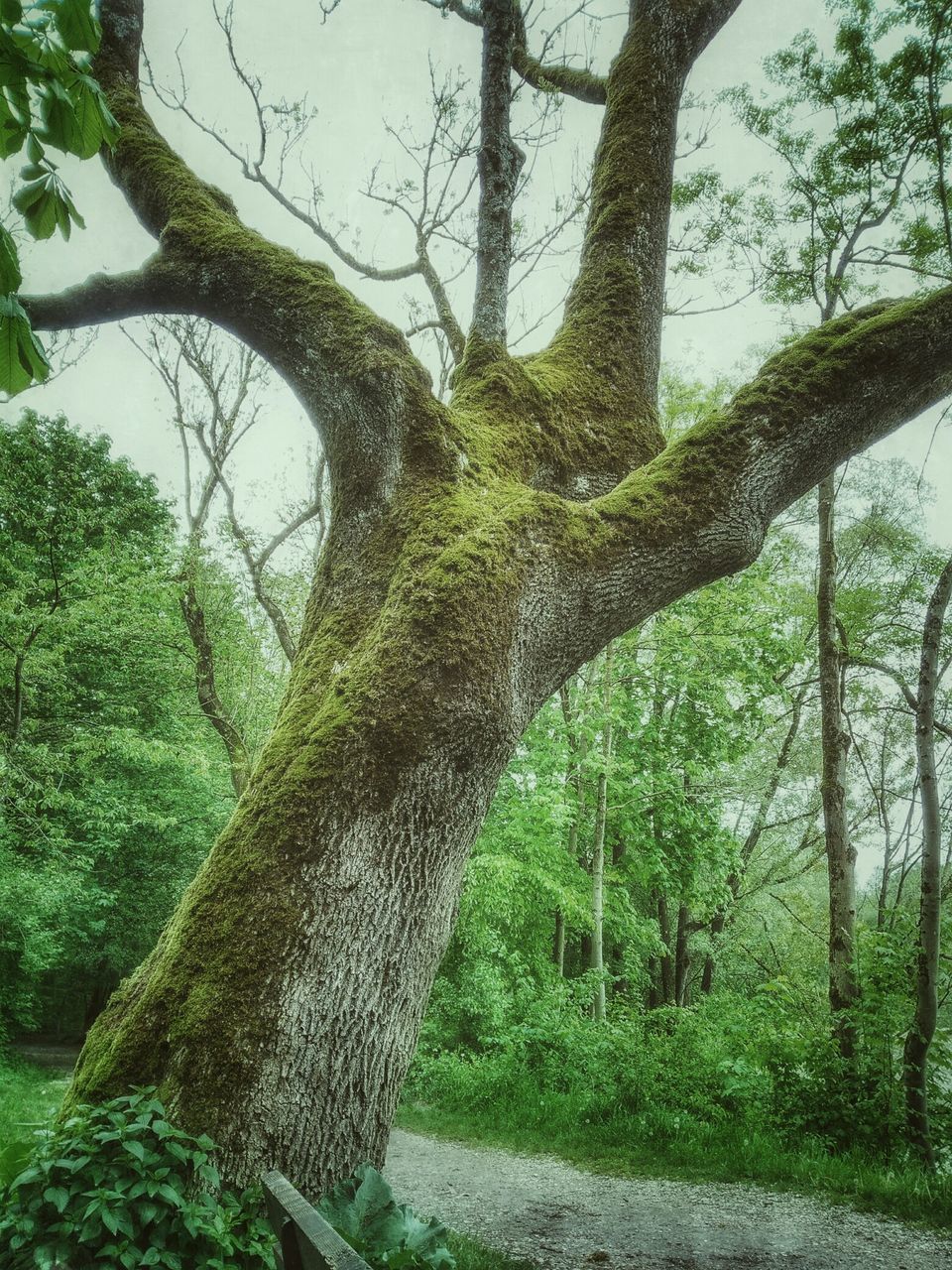 tree, tree trunk, branch, growth, tranquility, nature, tranquil scene, forest, green color, beauty in nature, sky, scenics, day, sunlight, outdoors, grass, non-urban scene, low angle view, no people, landscape