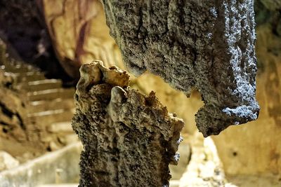 Close-up of squirrel on tree trunk