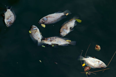 High angle view of koi carps swimming in lake