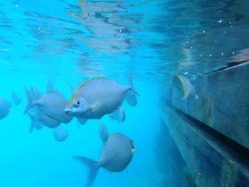 Fishes swimming near blue coral