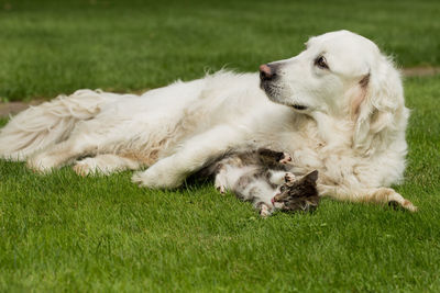 Dog relaxing on grassy field