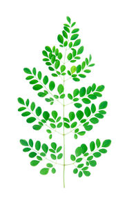 Close-up of green plant against white background