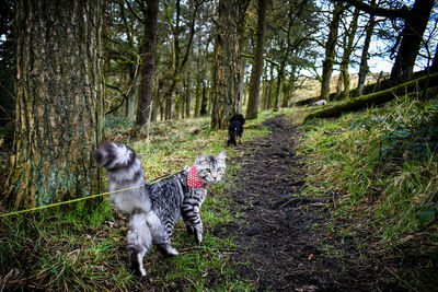 Rear view of dog walking in forest