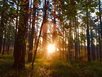 Sunlight streaming through trees in forest