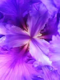 Close-up of purple flower blooming outdoors