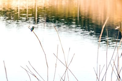 Bird on lake