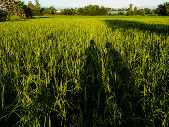 Scenic view of corn field against sky