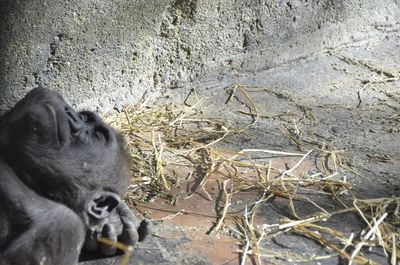 Close-up of lion