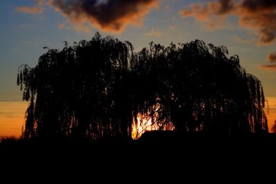 Silhouette of tree at night