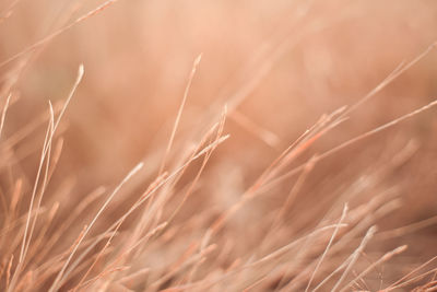 Close-up of crops on field