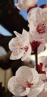 Close-up of white rose flower