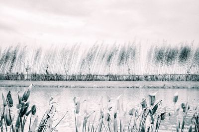 Close-up of frozen lake against sky