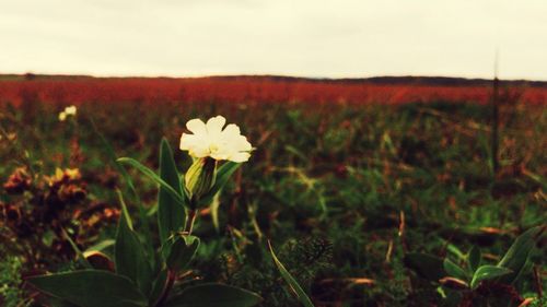 Close-up of flowers blooming on field against sky