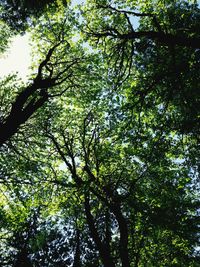 Low angle view of trees in forest