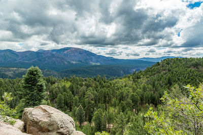 Scenic view of pine trees and mountains against sky