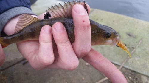 Close-up of fish