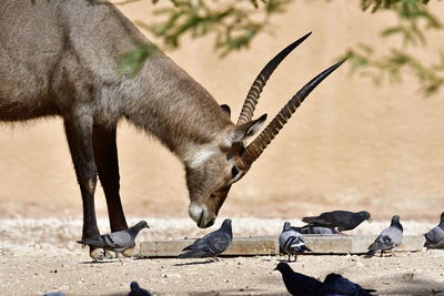 Common waterbuck