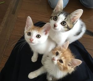 High angle view of cats on carpet at home